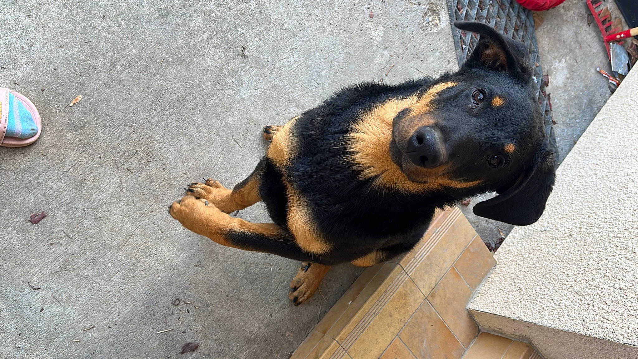 Bagherra participe au concours pour gagner de l'argent avec cette photo : asphalt, canidae, carnivore, companion_dog, dog, dog_breed, fur, paw, road_surface, snout, sporting_group, terrestrial_animal, working_dog