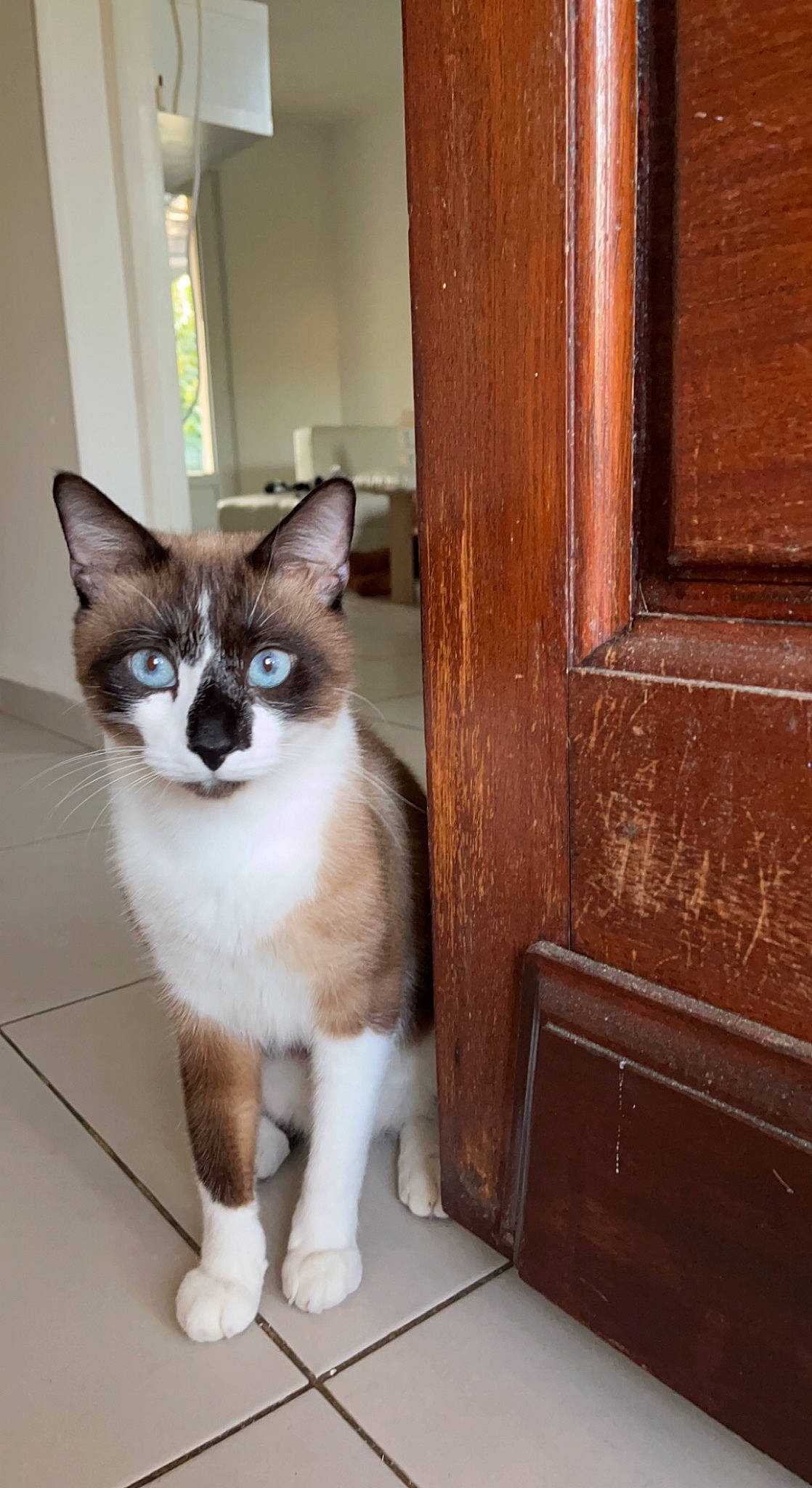 Simba participe au concours pour gagner de l'argent avec cette photo : carnivore, cat, domestic_short_haired_cat, door, fawn, felidae, flooring, fur, hardwood, home_door, paw, plant, small_to_medium_sized_cats, snout, tail, thai, whiskers, window, wood, wood_stain