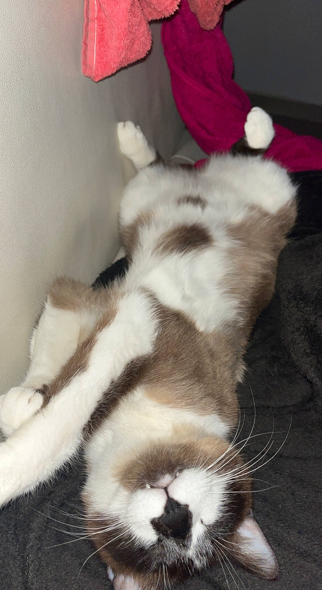 Simba a rejoint le concours — aidez-le/la à gagner de superbes lots ! canidae, carmine, carnivore, cat, claw, comfort, companion_dog, dog_breed, domestic_short_haired_cat, felidae, foot, fur, nap, paw, small_to_medium_sized_cats, tail, terrestrial_animal, whiskers