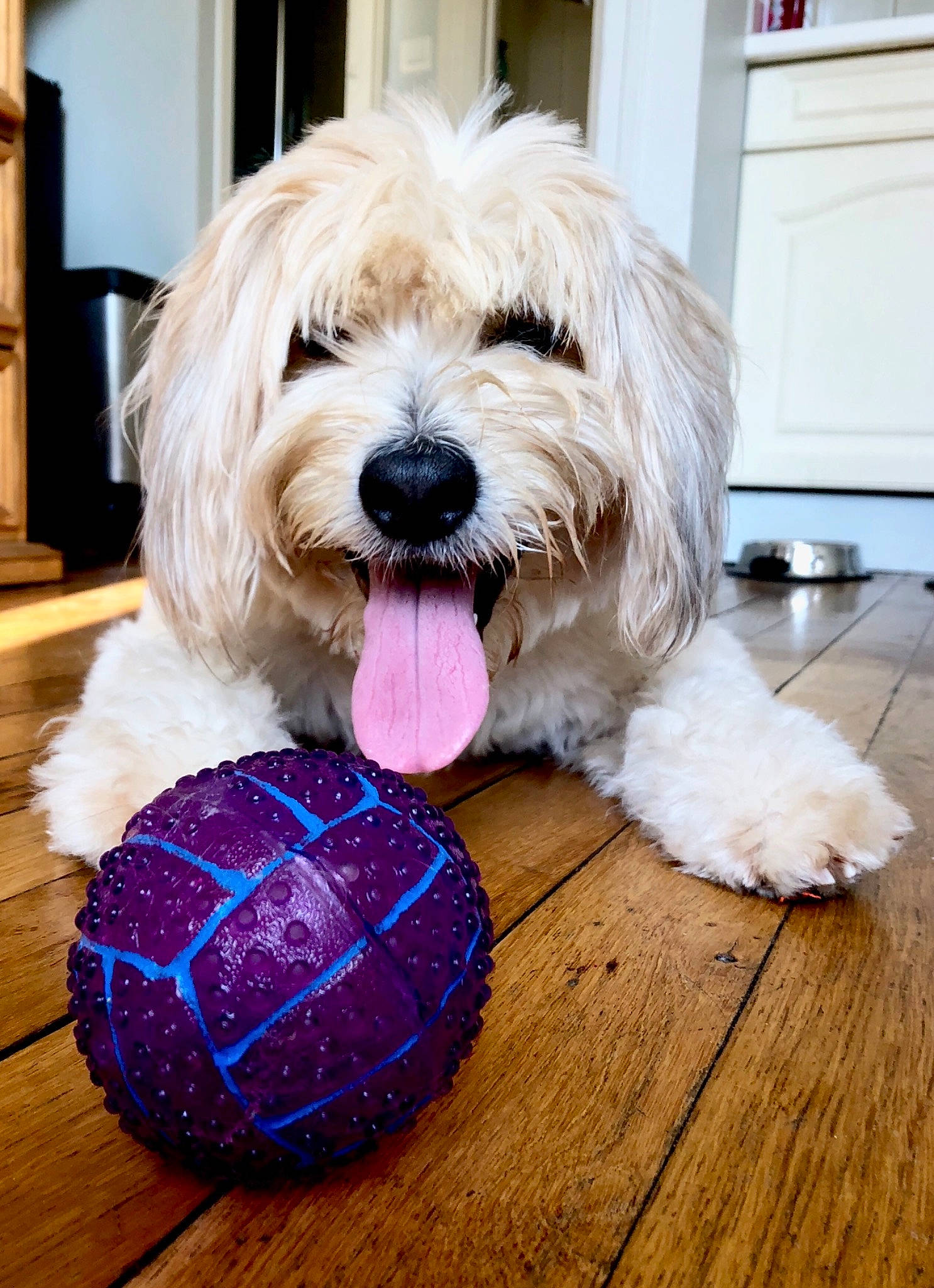 Get a rejoint le concours — aidez-le/la à gagner de superbes lots ! canidae, carnivore, companion_dog, coton_de_tulear, dog, dog_breed, havanese, lhasa_apso, maltese, mammal, old_english_sheepdog, polish_lowland_sheepdog, puppy, rare_breed_dog, sapsali, sporting_lucas_terrier, terrier, tibetan_terrier, vertebrate, west_highland_white_terrier