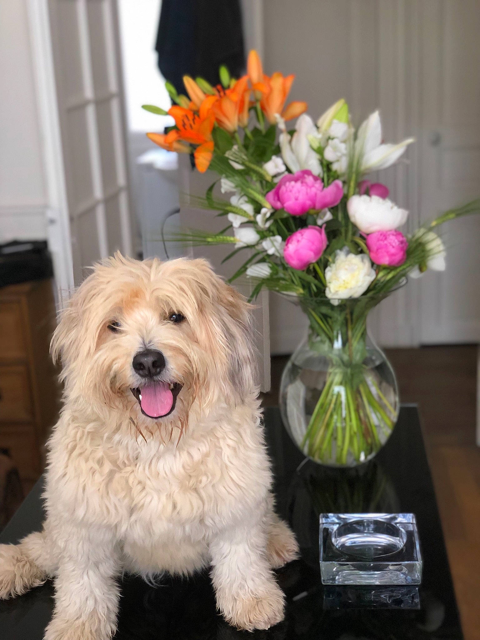Get participe au concours pour gagner de l'argent avec cette photo : cairn_terrier, canidae, carnivore, dog, dog_breed, flower, glen_of_imaal_terrier, lhasa_apso, maltese, mammal, morkie, norfolk_terrier, plant, puppy, rare_breed_dog, small_terrier, terrier, tibetan_terrier, toy_dog, vertebrate