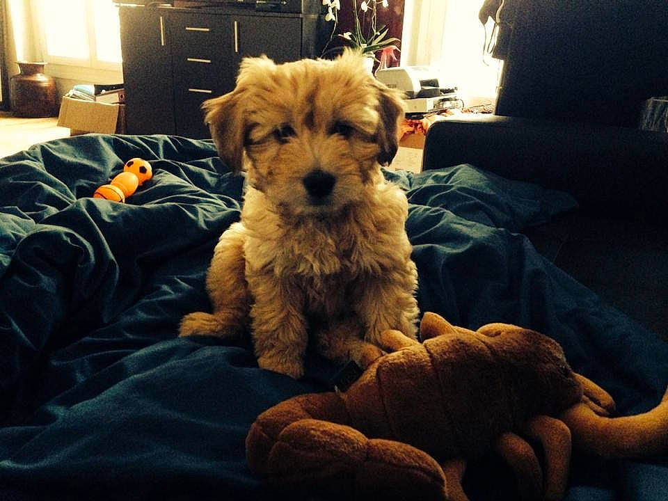 Get a rejoint le concours — aidez-le/la à gagner de superbes lots ! canidae, carnivore, cavachon, cavapoo, cockapoo, companion_dog, dog, dog_breed, goldendoodle, maltepoo, mammal, morkie, norfolk_terrier, poodle, puppy, puppy_love, schnoodle, sky, toy_poodle, vertebrate