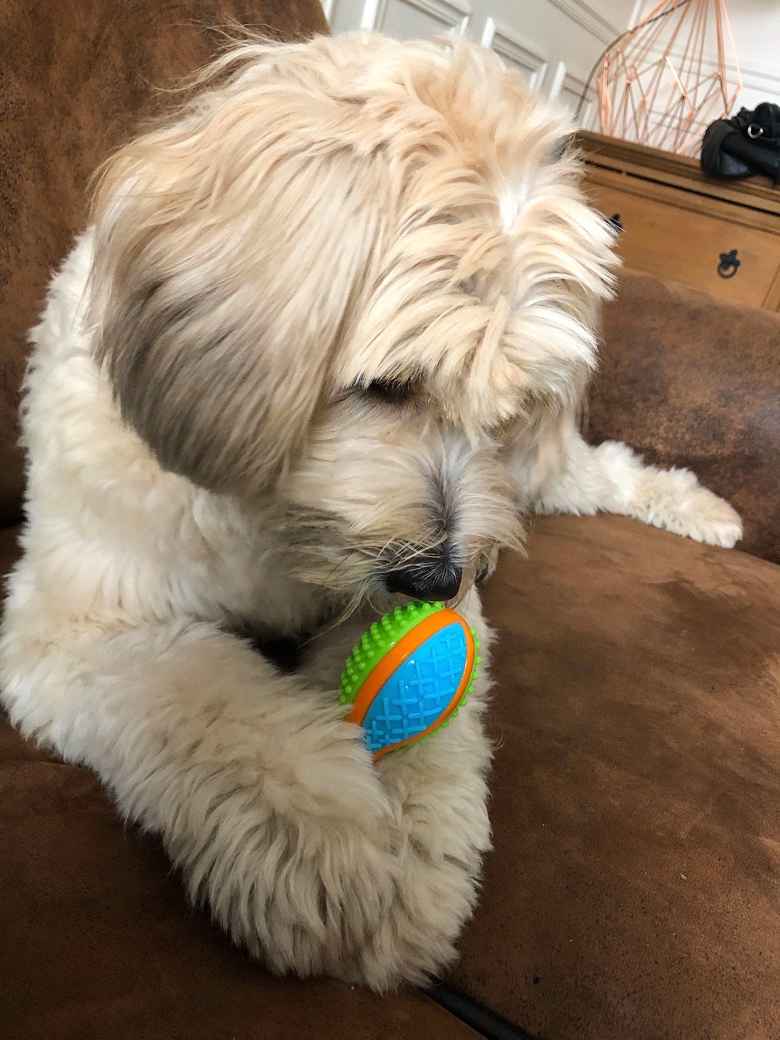 Get a rejoint le concours — aidez-le/la à gagner de superbes lots ! canidae, carnivore, companion_dog, coton_de_tulear, dog, dog_breed, fur, goldendoodle, havanese, irish_soft_coated_wheaten_terrier, maltese, mammal, polish_lowland_sheepdog, puppy, rare_breed_dog, sapsali, shih_tzu, terrier, tibetan_terrier, vertebrate