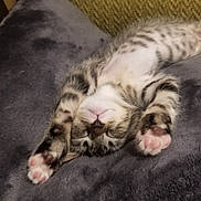 Poseidon joined the competition — help win amazing prizes! kitten, cat, sleeping, paw, blanket, couch, cozy, feline, indoor, pet, resting, fur, cute, striped, relaxed, animal, domestic, soft, comfort, young