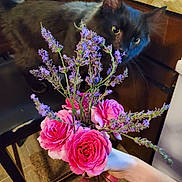 Spooky is registered to the contest to win money with this photo: animal, black_cat, bouquet, cat, chair, curious, floor, flowers, hand, home, indoor, kitchen, lavender, light, pet, plant, roses, table, vase, wooden_cabinet