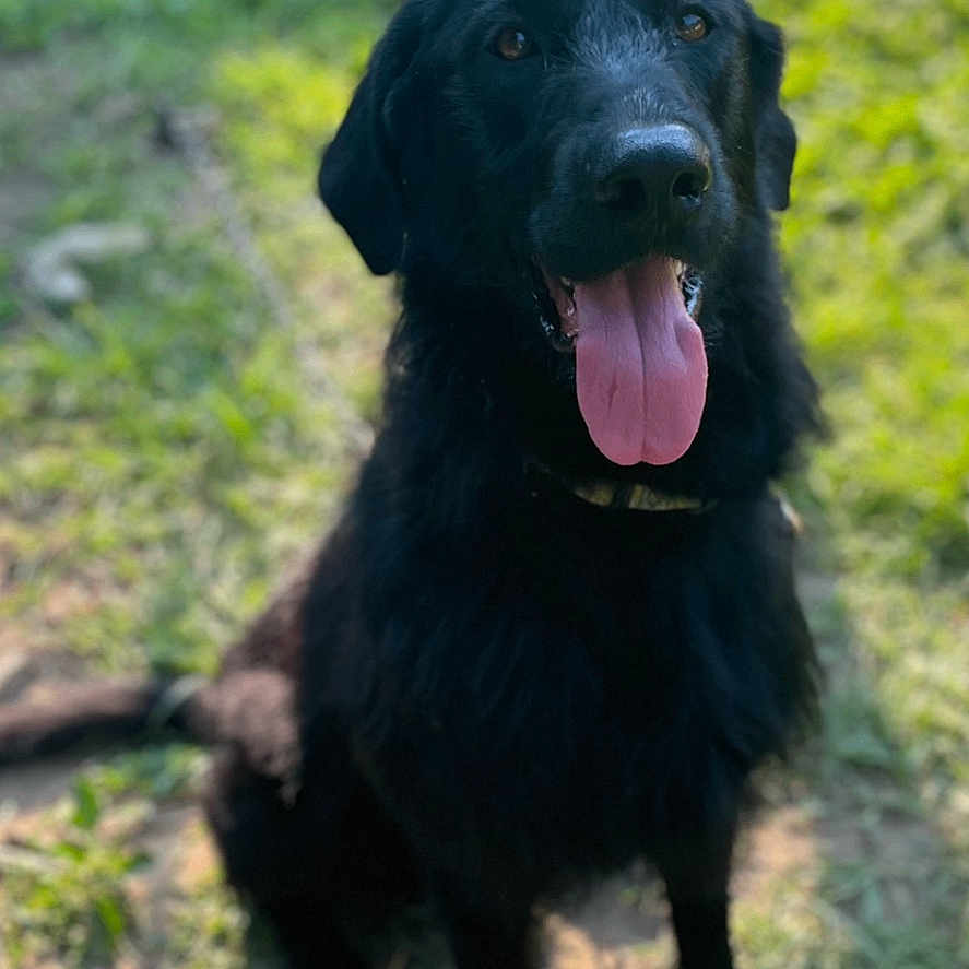 Remi