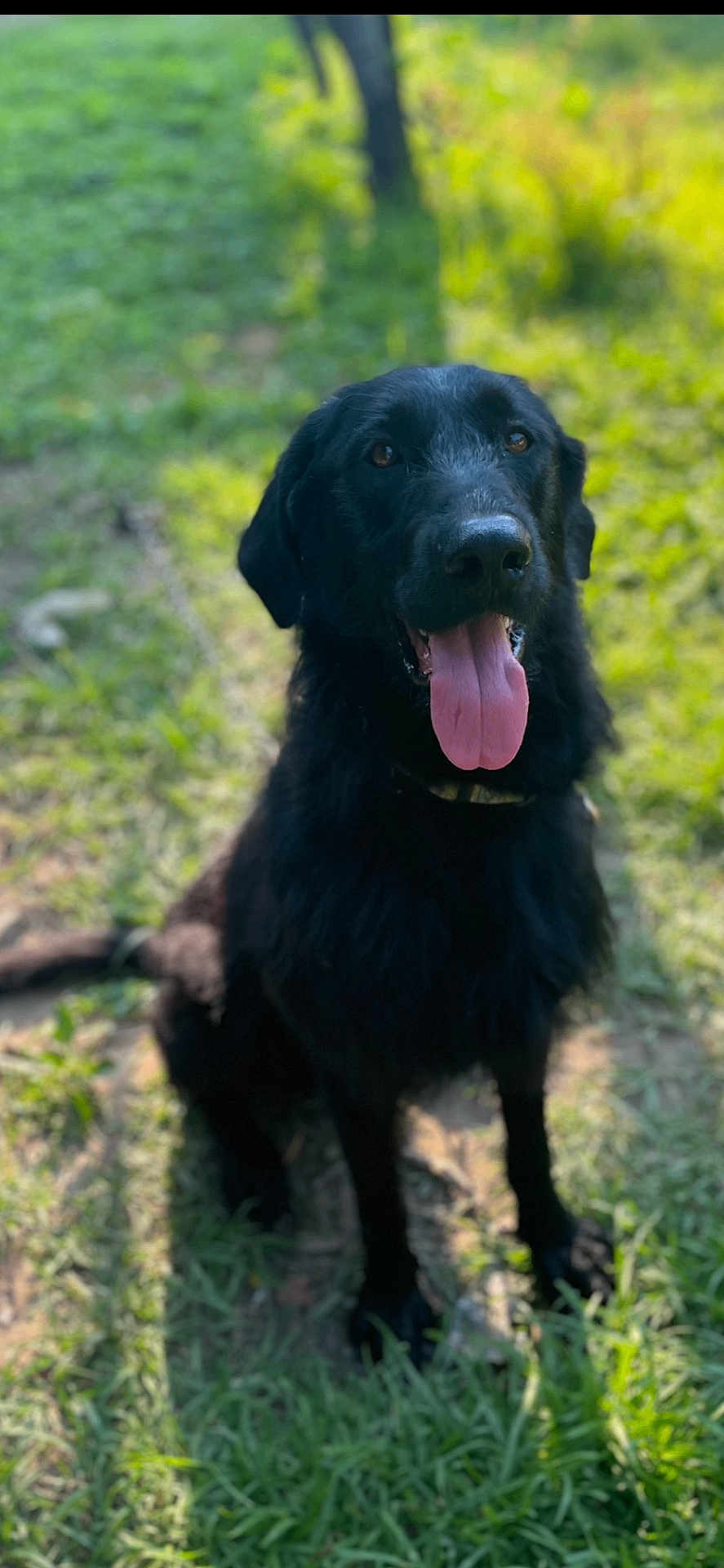 Remi