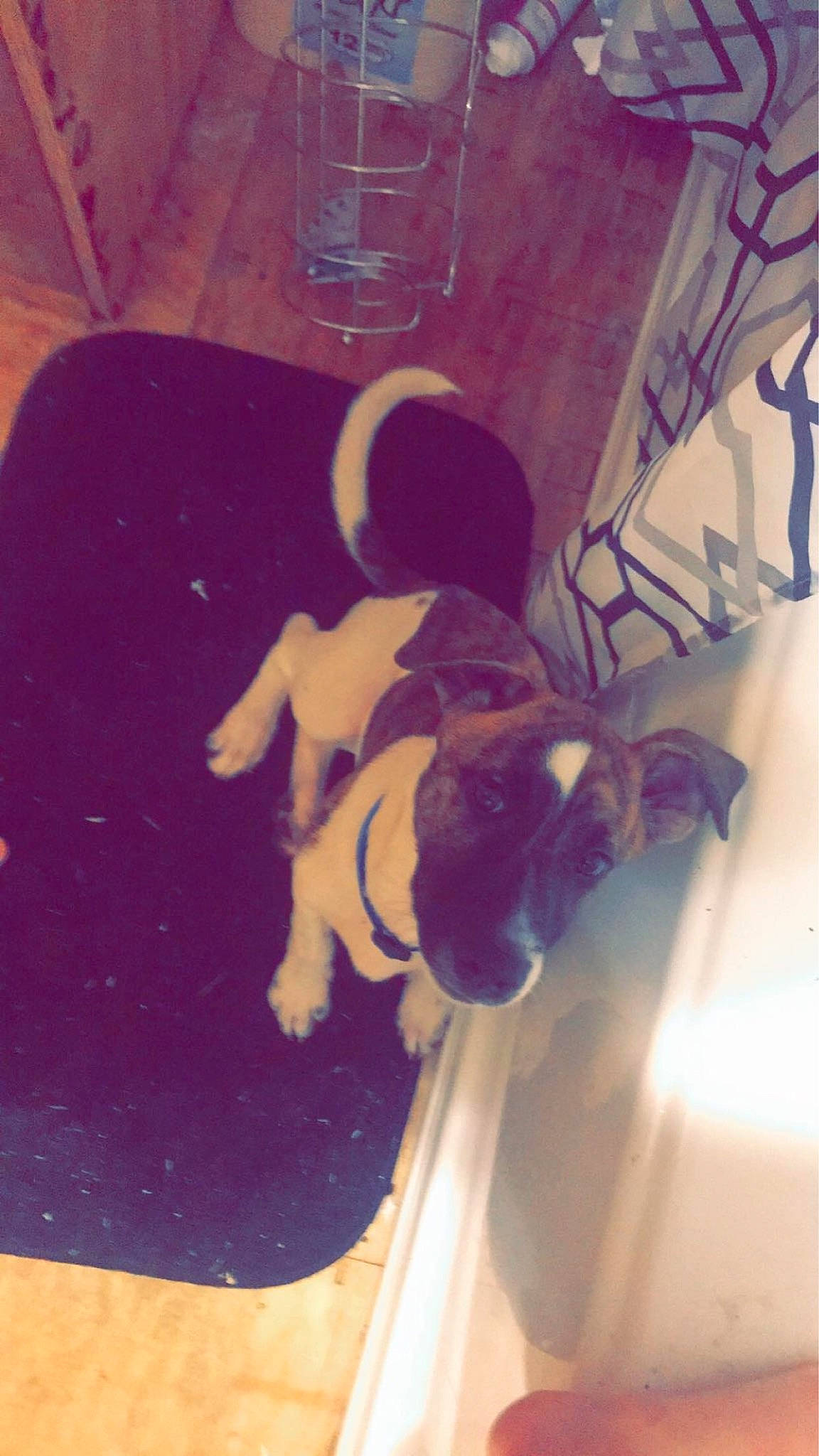 Jasper is registered to the contest to win money with this photo: canidae, sporting_group