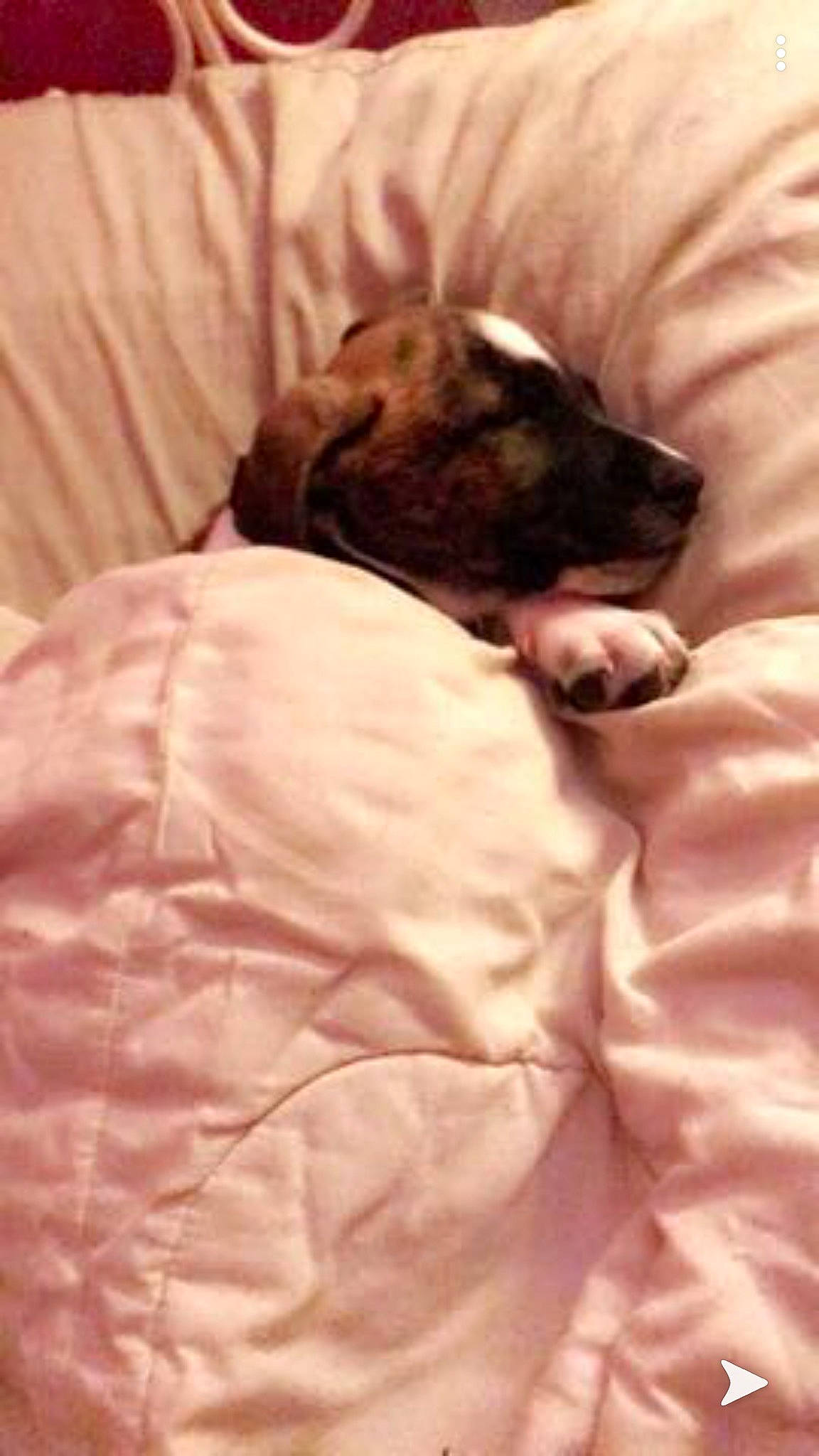Jasper joined the competition — help win amazing prizes! bed_sheet, bedtime, birth, boston_terrier, canidae, carnivore, comfort, companion_dog, dog, dog_breed, ear, french_bulldog, kitten, nap, non_sporting_group, puppy, puppy_love, shih_tzu, sleep