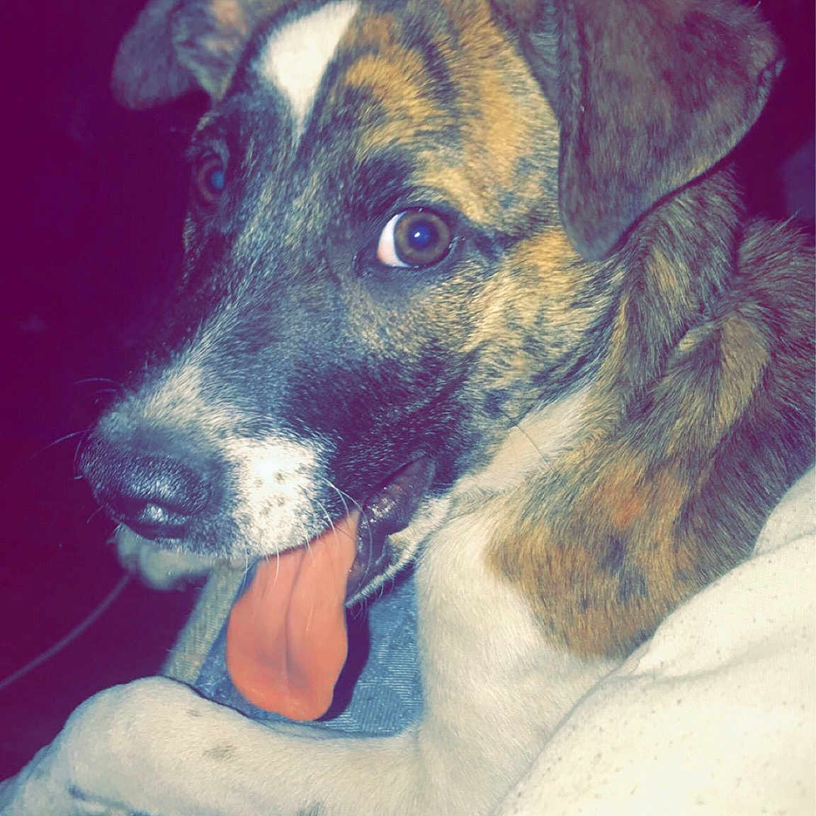 Jasper