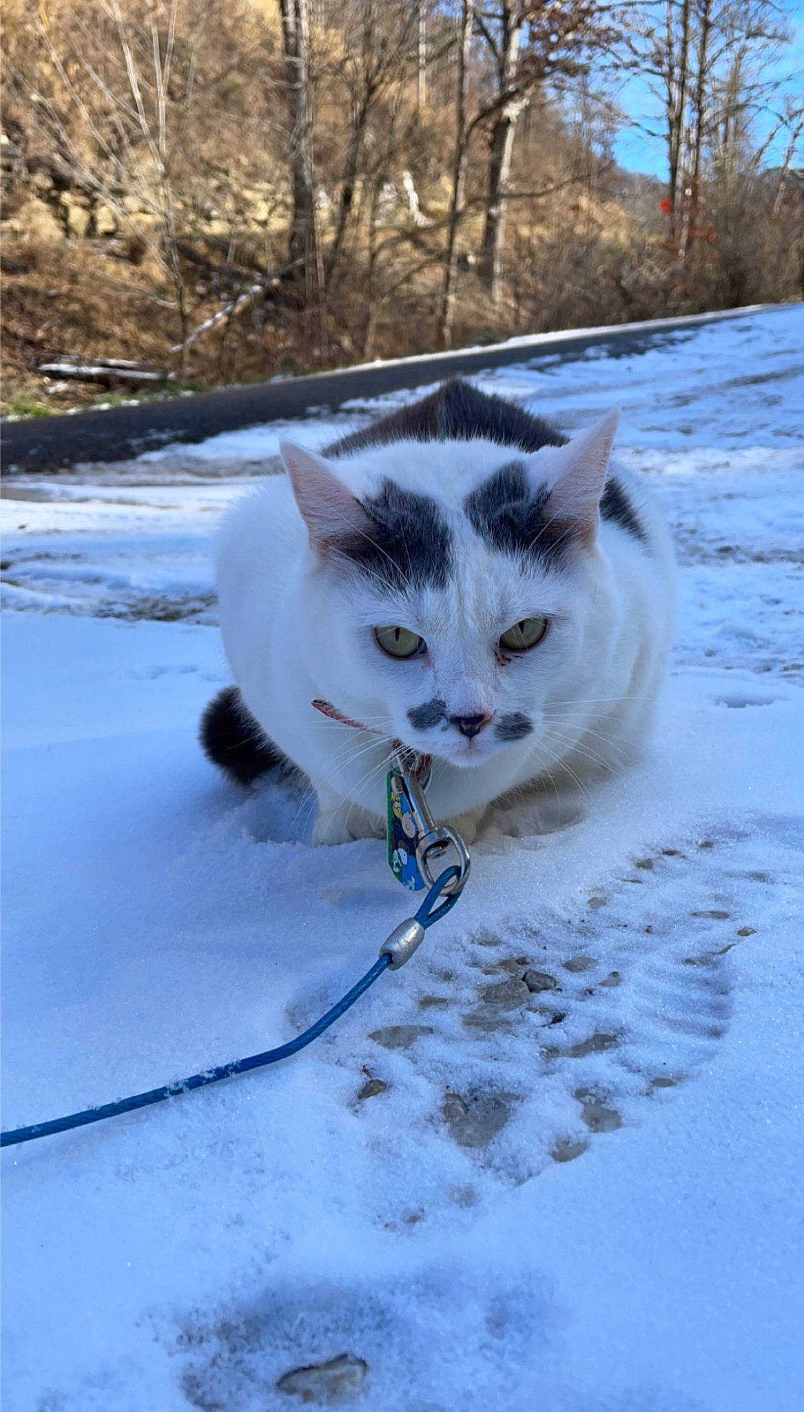 Hope joined the competition — help win amazing prizes! art, canidae, carnivore, cat, collar, domestic_short_haired_cat, felidae, freezing, fur, mammal, paw, sky, small_to_medium_sized_cats, snout, snow, tail, tree, whiskers, winter, wood