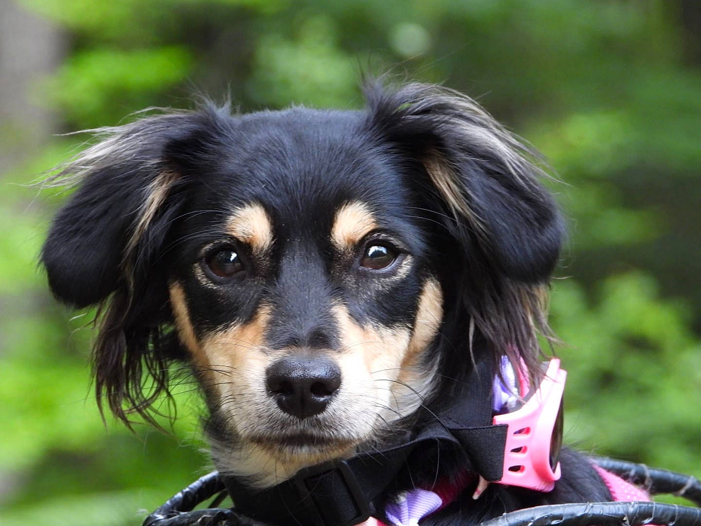 Tartine Princesse De Berry