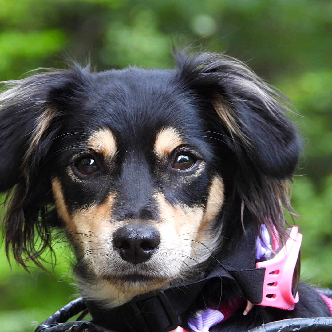 Tartine Princesse De Berry