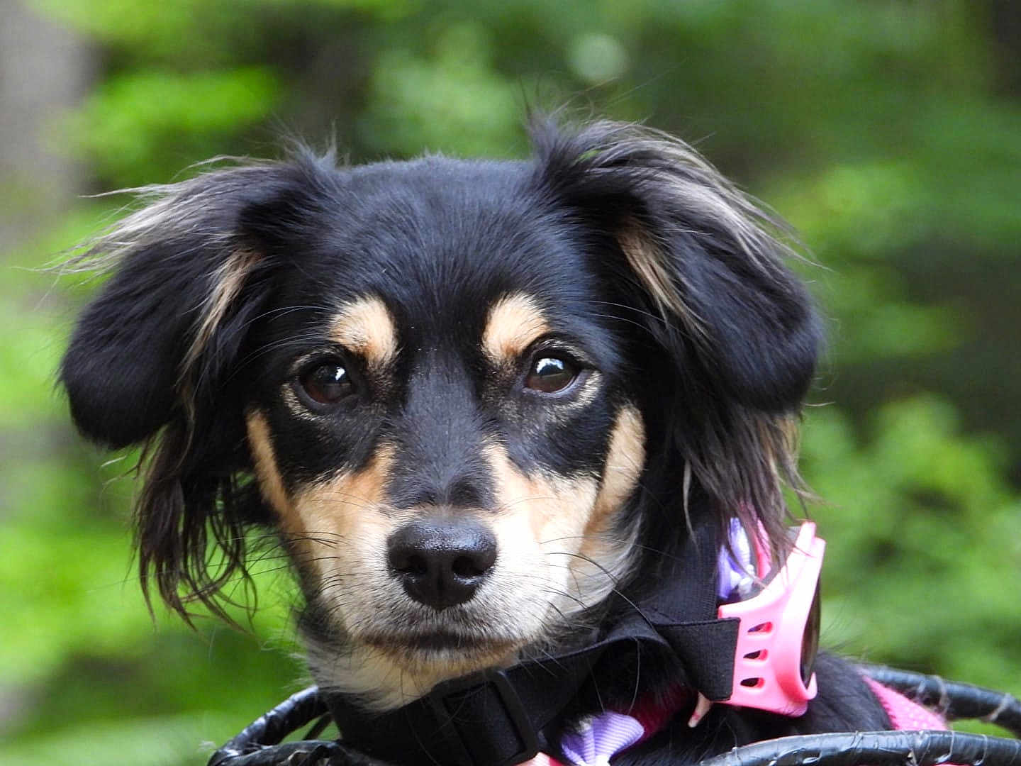 Tartine Princesse De Berry