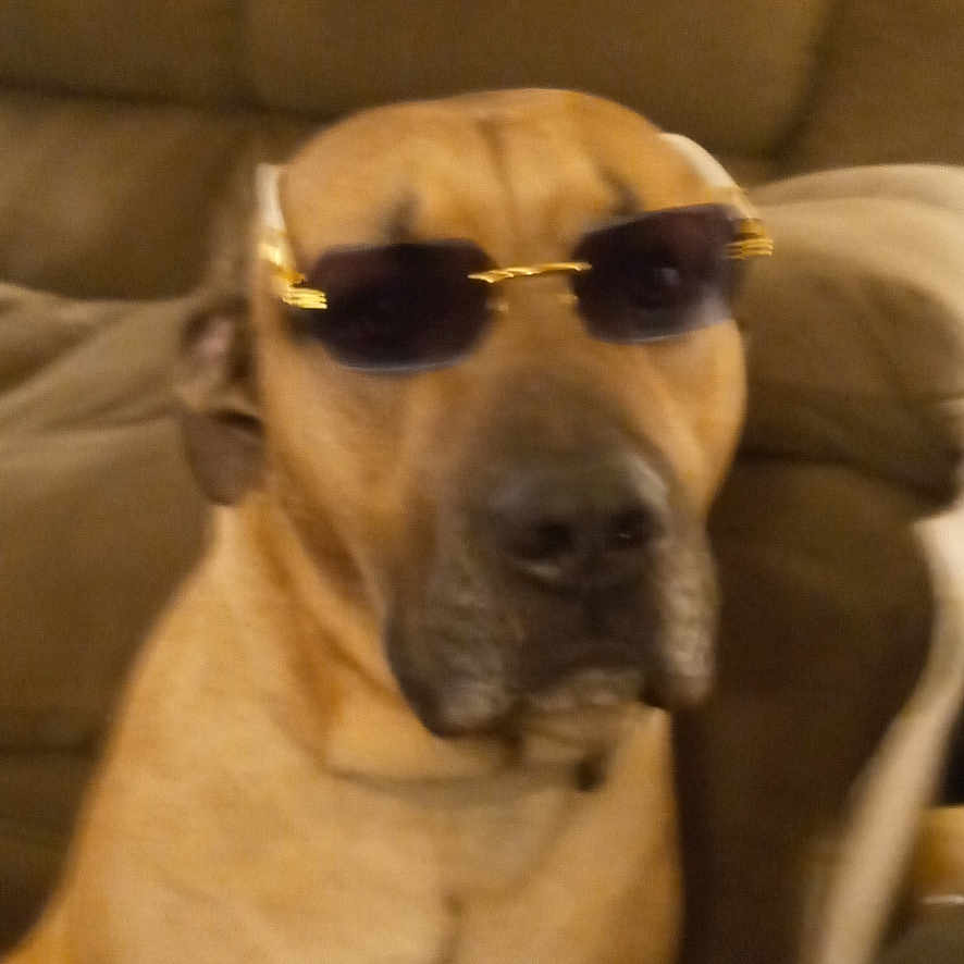 Tahki joined the competition — help win amazing prizes! accessory, animal, brown_dog, canine, companion, couch, cute, dog, domestic, face, furniture, house, indoor, mammal, pet, portrait, relaxed, seated, sunglasses, window_blinds
