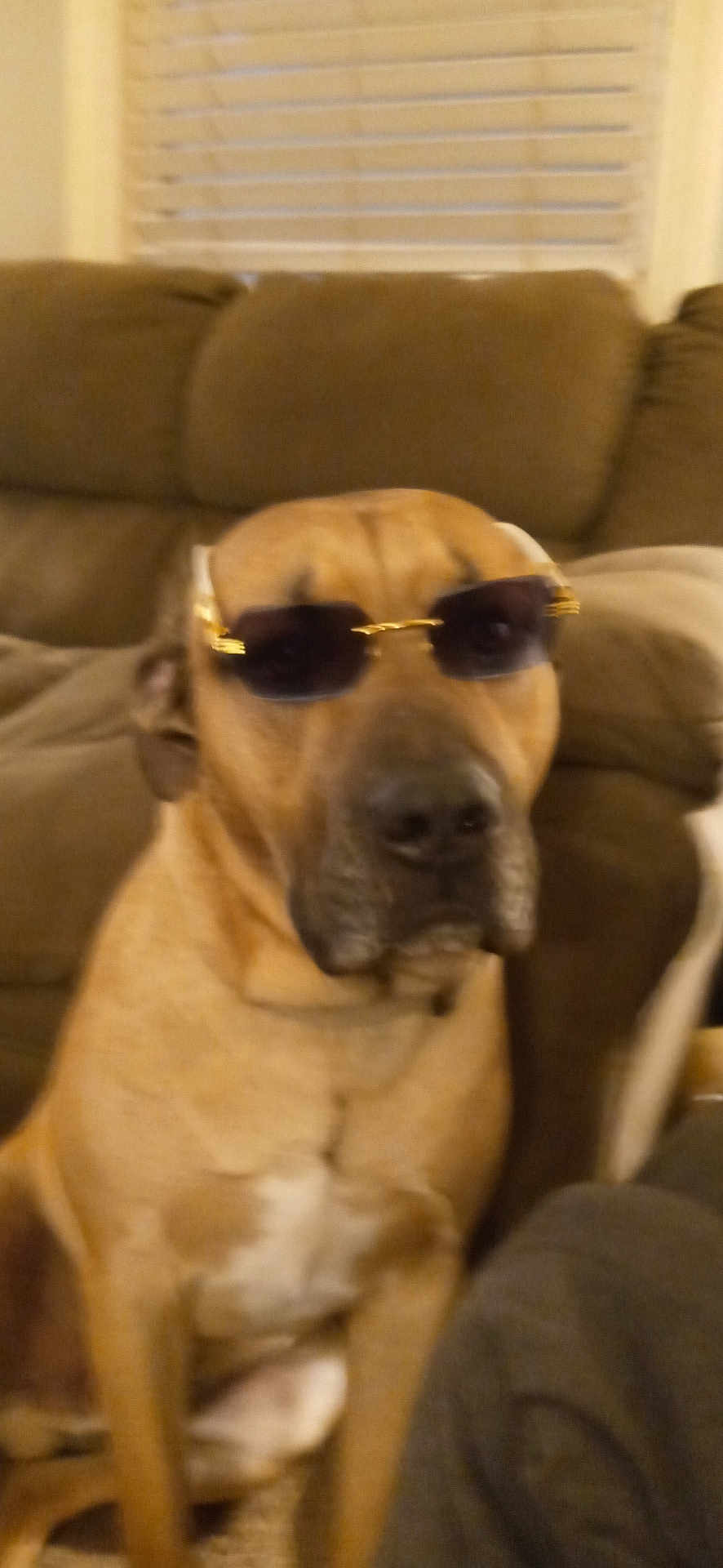 Tahki joined the competition — help win amazing prizes! accessory, animal, brown_dog, canine, companion, couch, cute, dog, domestic, face, furniture, house, indoor, mammal, pet, portrait, relaxed, seated, sunglasses, window_blinds