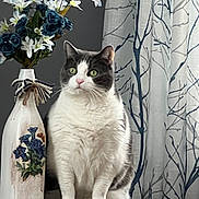 Zoey is registered to the contest to win money with this photo: cat, vase, flowers, curtain, table, green_eyes, sitting, indoor, decorative_vase, blue_flowers, white_fur, gray_fur, whiskers, paws, home_decor, still_life, wood_table, floral_pattern, book, ribbon_bow