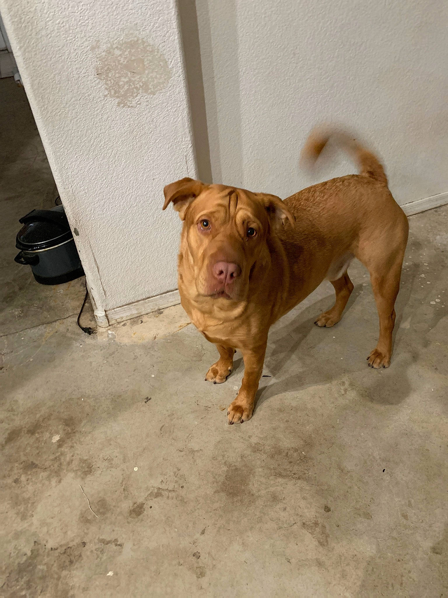 Zeus joined the competition — help win amazing prizes! american_pit_bull_terrier, canidae, carnivore, companion_dog, dog, dog_breed, fawn, mammal, non_sporting_group, nose, pit_bull, rare_breed_dog, shar_pei, snout, sporting_group, vertebrate