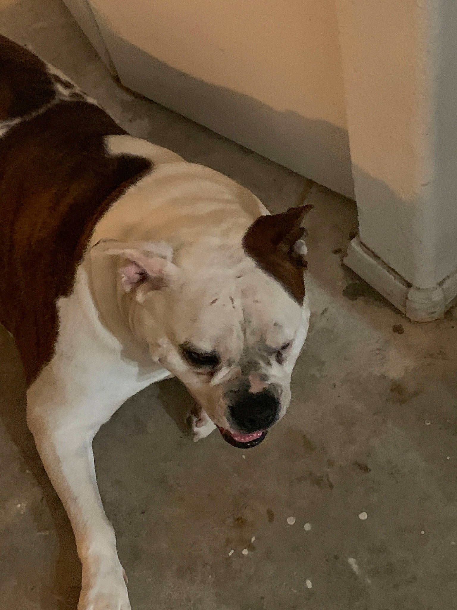 Angel is registered to the contest to win money with this photo: american_bulldog, american_pit_bull_terrier, bulldog, canidae, carnivore, companion_dog, dog, dog_breed, dogo_guatemalteco, fawn, mammal, non_sporting_group, nose, olde_english_bulldogge, pit_bull, rare_breed_dog, snout, tail, valley_bulldog, vertebrate