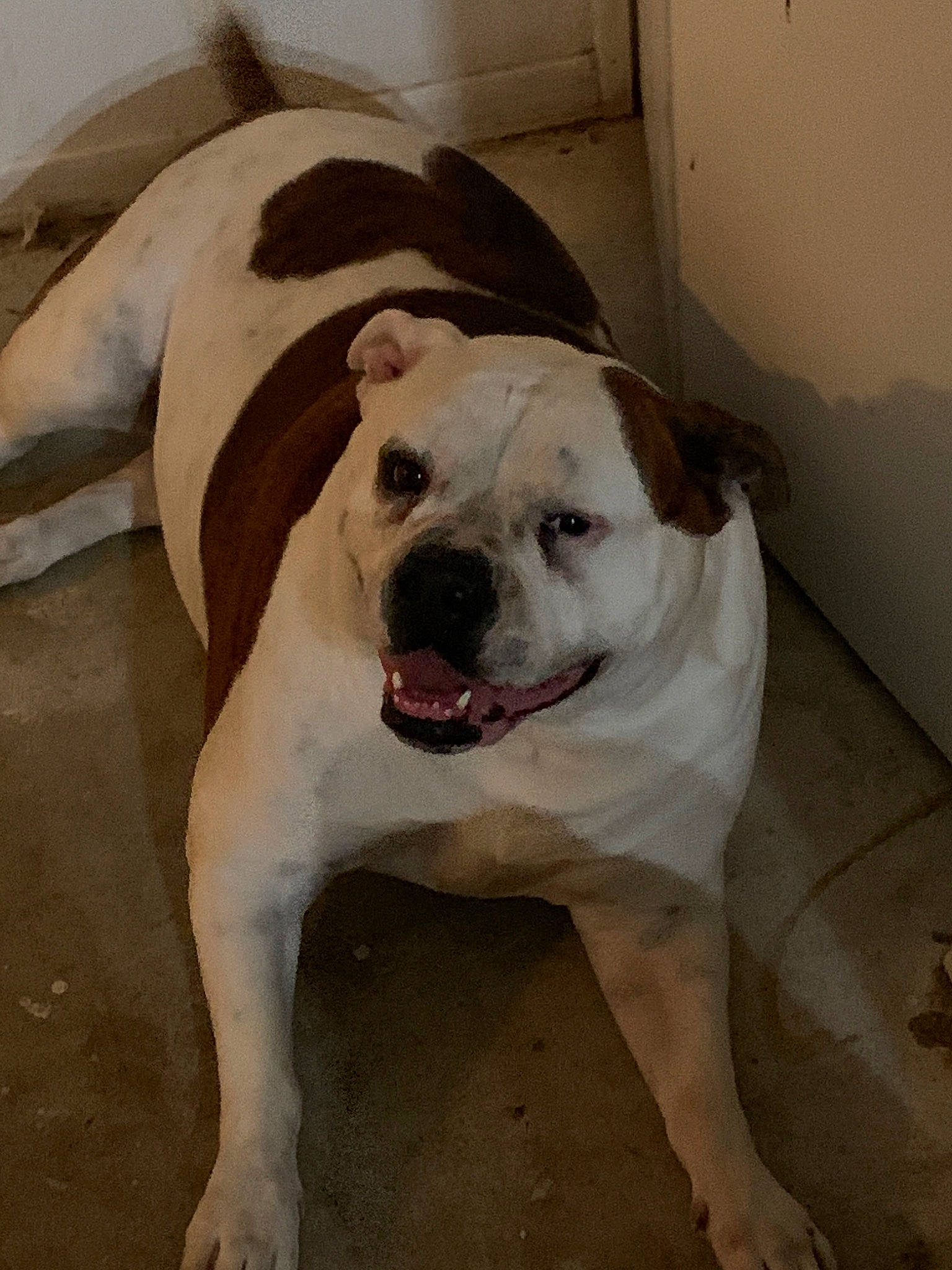 Angel is registered to the contest to win money with this photo: american_bulldog, australian_bulldog, bulldog, canidae, carnivore, companion_dog, dog, dog_breed, dorset_olde_tyme_bulldogge, mammal, non_sporting_group, old_english_bulldog, olde_english_bulldogge, rare_breed_dog, skin, snout, toy_bulldog, valley_bulldog, vertebrate, white_english_bulldog