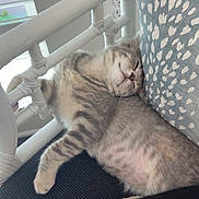 Mira joined the competition — help win amazing prizes! kitten, cat, sleeping, tabby, pet, indoor, cushion, pillow, white_furniture, relaxing, cozy, feline, animal, cute, resting, soft, striped, fur, domestic, comfort