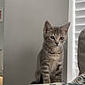 Mira joined the competition — help win amazing prizes! bed, blanket, calm, cat, closeup, cozy, curious, domestic_animal, feline, furniture, gray_tabby, indoor, kitten, patterned_blanket, pet, sitting, soft_light, wall, window_blinds, young_cat