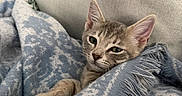 Mira is registered to the contest to win money with this photo: animal, blanket, blue, cat, comfort, couch, cozy, cute, ears, fur, furniture, home, indoor, kitten, paw, pet, relaxed, sleepy, texture, whiskers
