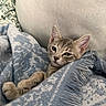 animal, blanket, blue, cat, comfort, couch, cozy, cute, ears, fur, furniture, home, indoor, kitten, paw, pet, relaxed, sleepy, texture, whiskers
