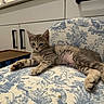 animal, cat, chair, cozy, cute, domestic, fluffy, furniture, gray, home, indoor, kitten, pattern, pet, portrait, relaxed, resting, striped, tabby, young
