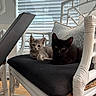 Mira is registered to the contest to win money with this photo: animal, black_cat, cat, chair, companion, cozy, cushion, cute, domestic_animal, feline, gray_tabby, indoor, kitten, pet, relaxing, resting, small_pet, two_animals, white_furniture, window_blinds