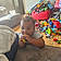Braxton