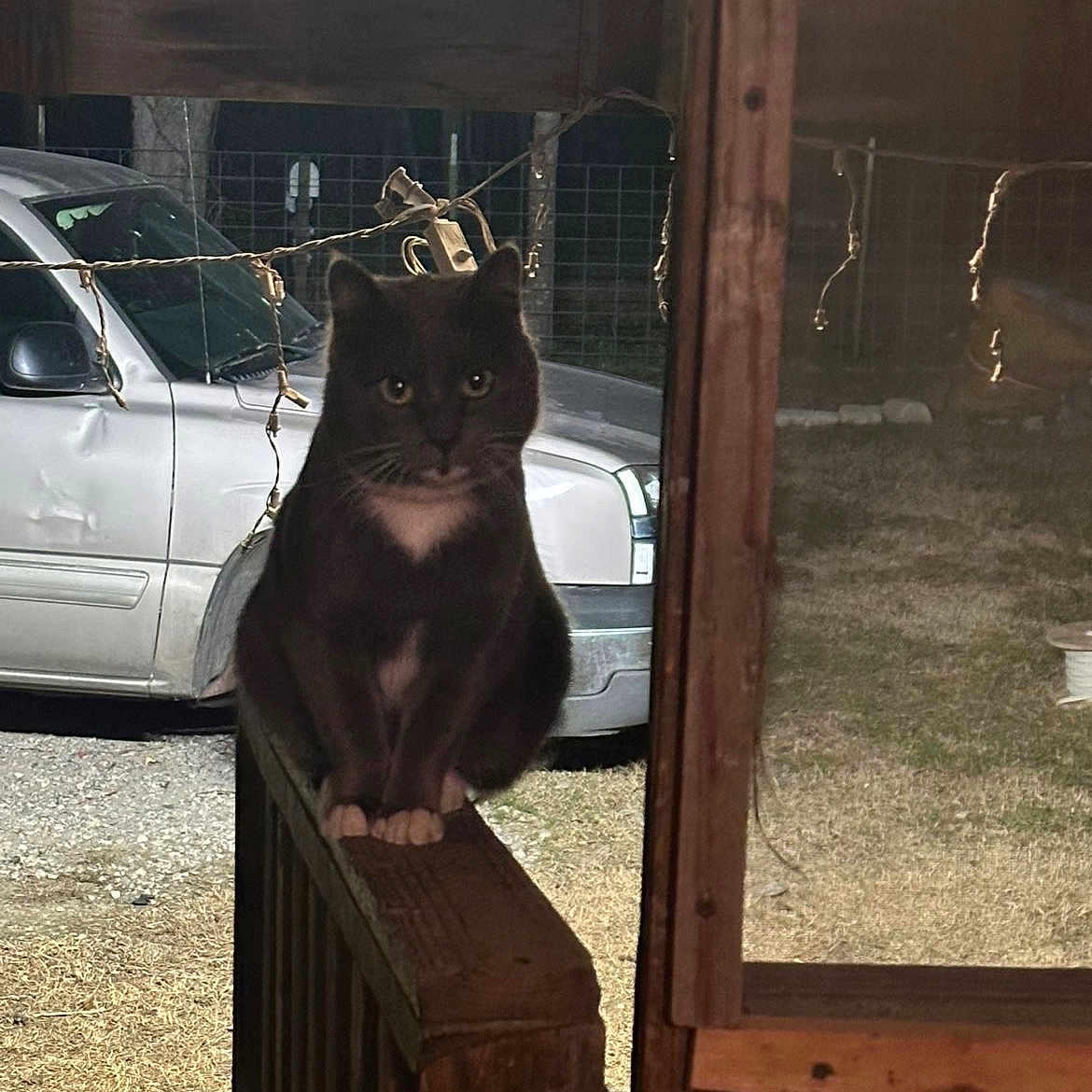 Batcat