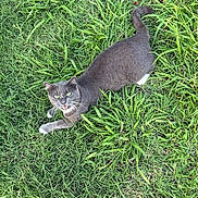 Batcat joined the competition — help win amazing prizes! animal, cat, close_up, daylight, feline, fur, grass, gray_cat, green_eyes, lying_down, mammal, meowing, nature, outdoor, pet, playful, tail, vibrant_colors, whiskers, white_paws
