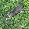 animal, cat, close_up, daylight, feline, fur, grass, gray_cat, green_eyes, lying_down, mammal, meowing, nature, outdoor, pet, playful, tail, vibrant_colors, whiskers, white_paws
