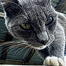 Batcat is registered to the contest to win money with this photo: animal, cat, close_up, curious, daylight, feline, fur, gray_cat, green_eyes, ledges, looking_down, nature, outdoor, paw, pet, portrait, roof, texture, whiskers, wood