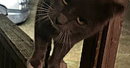 Batcat is registered to the contest to win money with this photo: animal, blurred, car, cat, closeup, curious, dark, face, feline, fence, mysterious, night, outdoor, paws, pet, screen, whiskers, window, wood, wooden_railing