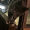 animal, blurred, car, cat, closeup, curious, dark, face, feline, fence, mysterious, night, outdoor, paws, pet, screen, whiskers, window, wood, wooden_railing