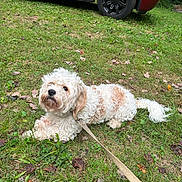 Winnie is registered to the contest to win money with this photo: dog, pet, fluffy_dog, curly_fur, white_fur, leash, grass, lawn, red_suv, vehicle, tire, outdoor, nature, sitting, collar, cute, portrait, autumn_leaves, ground, small_dog