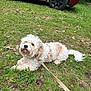 dog, pet, fluffy_dog, curly_fur, white_fur, leash, grass, lawn, red_suv, vehicle, tire, outdoor, nature, sitting, collar, cute, portrait, autumn_leaves, ground, small_dog