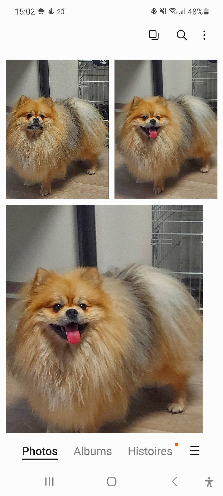 Pollux participe au concours pour gagner de l'argent avec cette photo : canidae, carnivore, companion_dog, dog, dog_breed, eye, fawn, fur, german_spitz, german_spitz_klein, liver, mammal, organism, photograph, snapshot, snout, sporting_group, toy_dog, vertebrate, working_animal