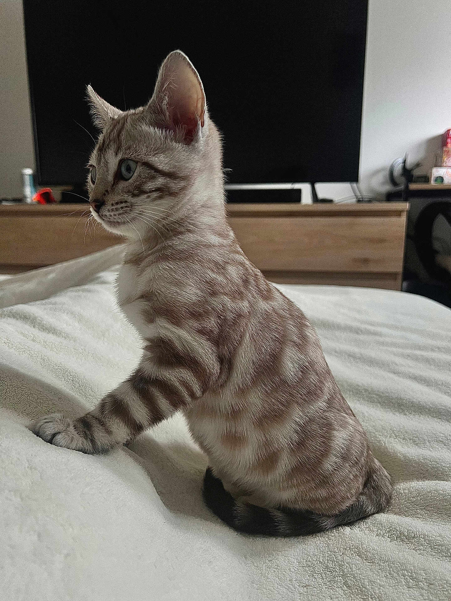 Venus a rejoint le concours — aidez-le/la à gagner de superbes lots ! cat, kitten, tabby, blue_eyes, pet, indoor, bed, blanket, furniture, television, curious, animal, mammal, young, domestic, whiskers, ears, fur, side_view, resting