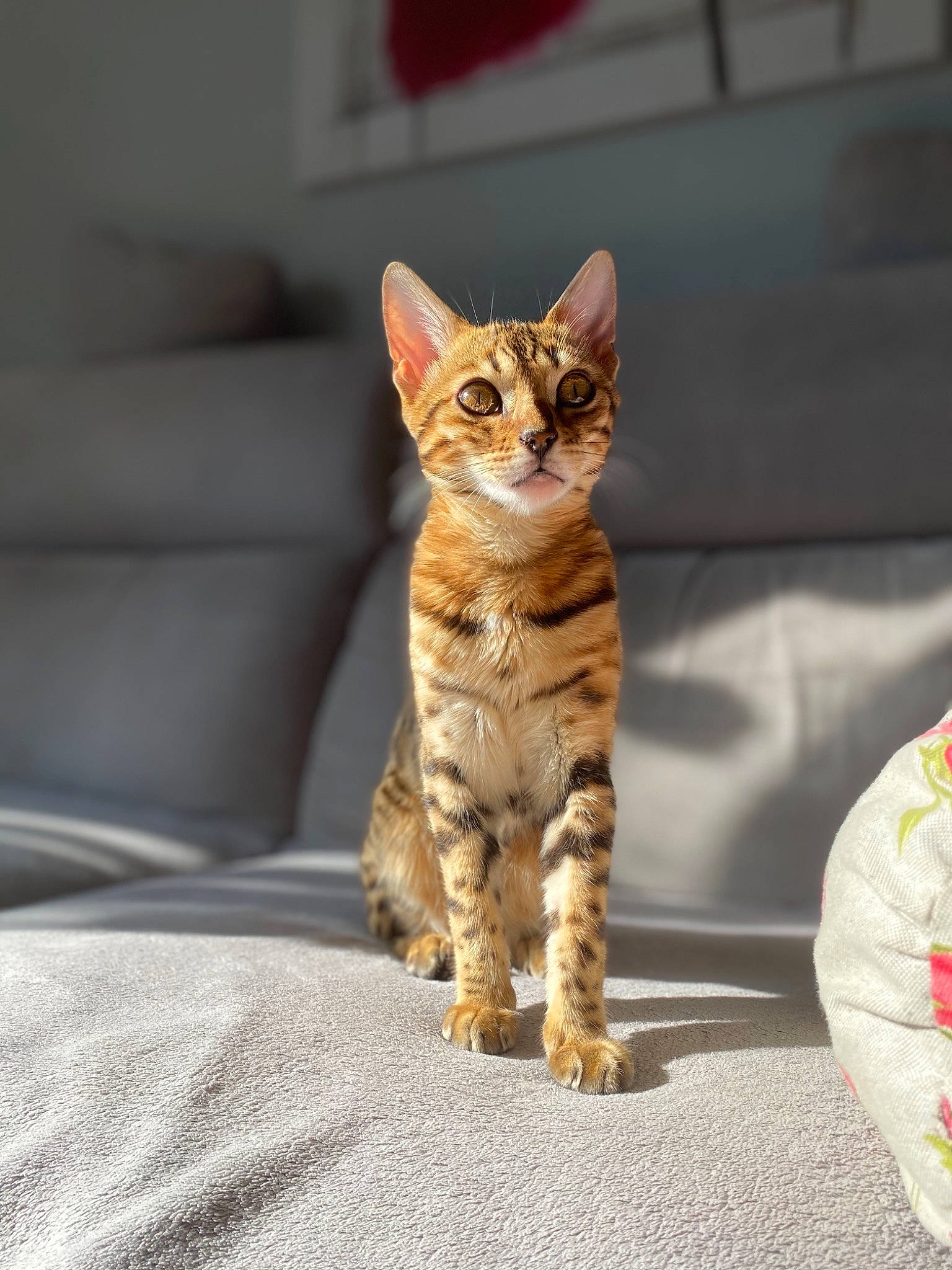 Raya a rejoint le concours — aidez-le/la à gagner de superbes lots ! asian, bengal, carnivore, cat, domestic_short_haired_cat, dragon_li, european_shorthair, eye, felidae, kitten, mammal, ocicat, small_to_medium_sized_cats, snapshot, snout, sokoke, tabby_cat, toyger, vertebrate, whiskers