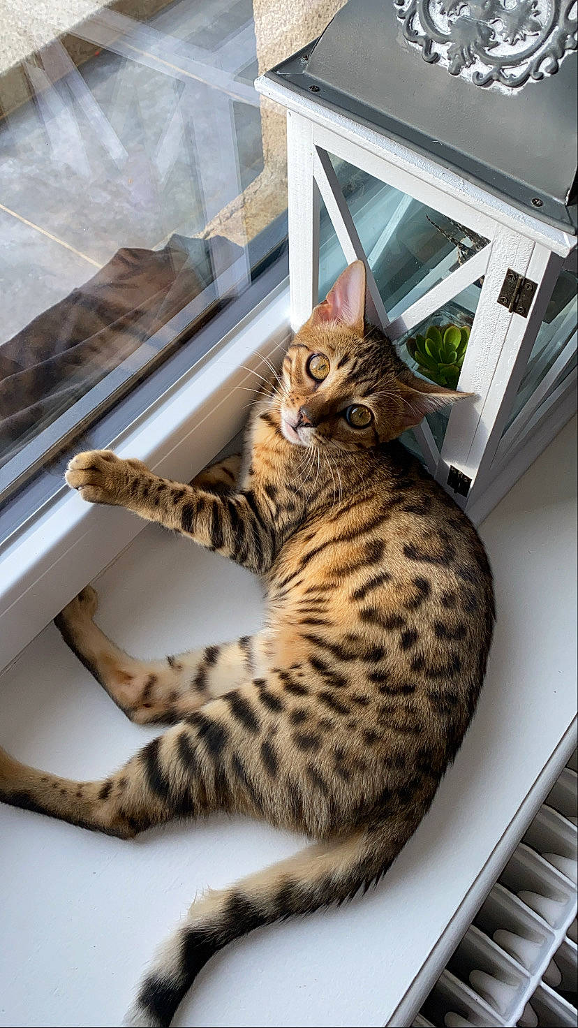 Raya a rejoint le concours — aidez-le/la à gagner de superbes lots ! american_shorthair, asian, bengal, california_spangled, carnivore, cat, domestic_short_haired_cat, dragon_li, egyptian_mau, european_shorthair, felidae, mammal, ocicat, savannah, small_to_medium_sized_cats, tabby_cat, toyger, vertebrate, whiskers, wildlife