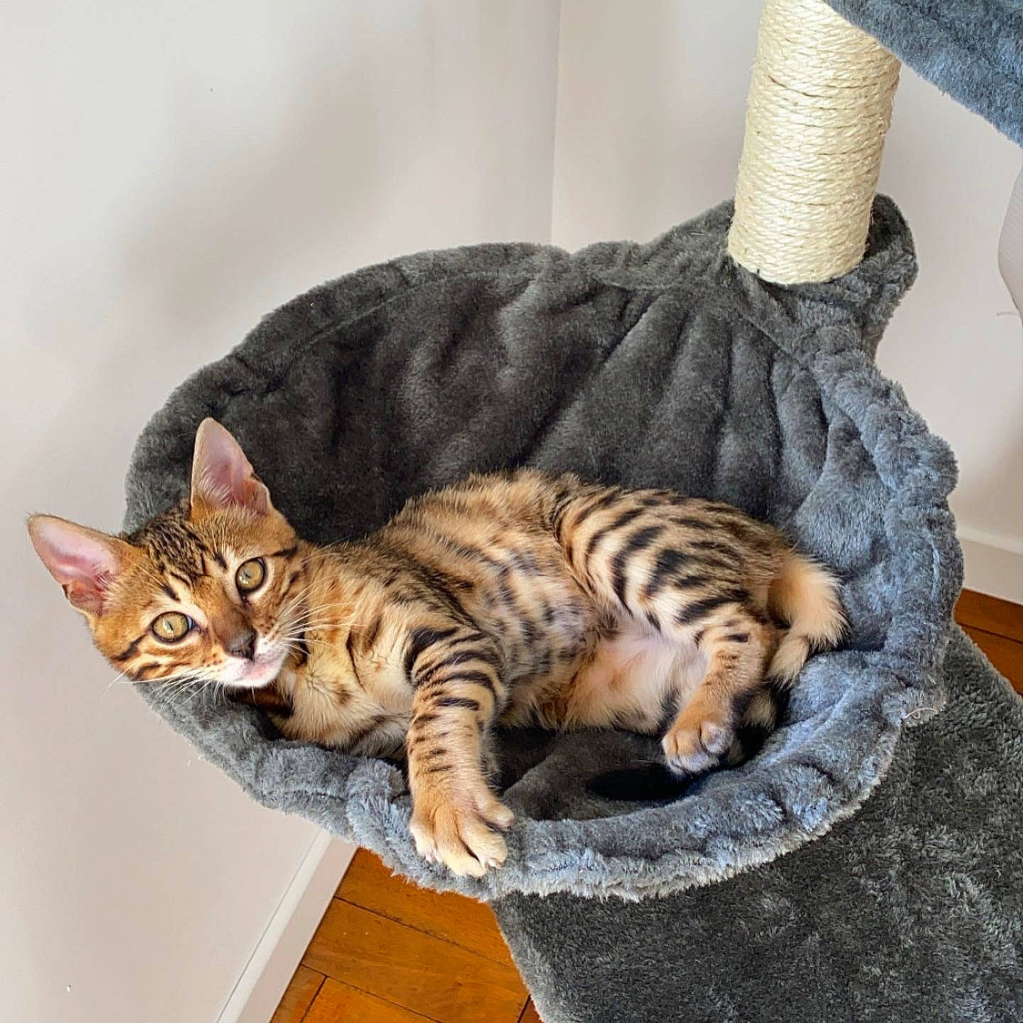 Raya a rejoint le concours — aidez-le/la à gagner de superbes lots ! american_shorthair, arabian_mau, asian, australian_mist, bengal, carnivore, cat, domestic_short_haired_cat, dragon_li, european_shorthair, felidae, kitten, mammal, ocicat, small_to_medium_sized_cats, sokoke, tabby_cat, toyger, vertebrate, whiskers