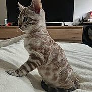 Venus is registered to the contest to win money with this photo: animal, bed, blanket, blue_eyes, cat, curious, domestic, ears, fur, furniture, indoor, kitten, mammal, pet, resting, side_view, tabby, television, whiskers, young
