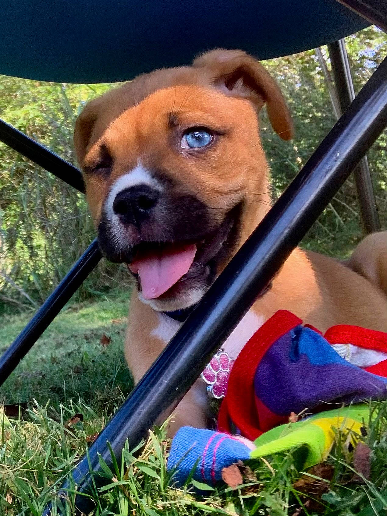 Gypsy joined the competition — help win amazing prizes! ancient_dog_breeds, canidae, carnivore, collar, companion_dog, dog, dog_breed, dog_collar, fawn, grass, liver, molosser, non_sporting_group, plant, snout, sporting_group, tree, whiskers, working_animal, working_dog