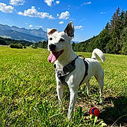 Booba participe au concours pour gagner de l'argent avec cette photo : dog, white_dog, outdoor, grass, field, ball, happy, tongue_out, harness, mountains, sky, clouds, sunny, nature, playful, pet, canine, greenery, trees, summer