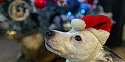 Booba a rejoint le concours — aidez-le/la à gagner de superbes lots ! dog, christmas_tree, holiday, santa_hat, red_clothing, festive, decorations, ornaments, lights, pet, indoor, celebration, white_dog, costume, seasonal, cute, looking_up, floor, background, winter