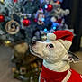 dog, christmas_tree, holiday, santa_hat, red_clothing, festive, decorations, ornaments, lights, pet, indoor, celebration, white_dog, costume, seasonal, cute, looking_up, floor, background, winter