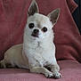 dog, chihuahua, small_dog, pet, animal, indoor, blanket, chair, fur, ears, face, cute, lying_down, looking_at_camera, domestic_animal, companion, resting, pink_blanket, white_fur, canine